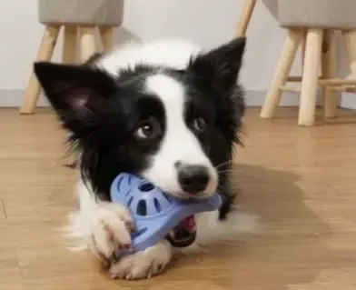 3d printed dog toy sale