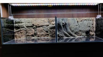 how to make a 3d fish tank background